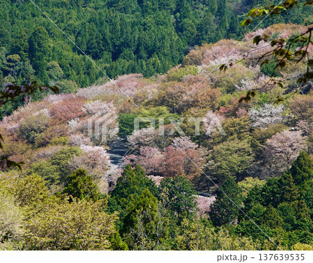吉野山 桜 奈良県 吉野山 桜 奈良県 137639535