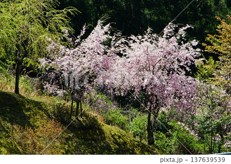 吉野山　桜　奈良県 137639539