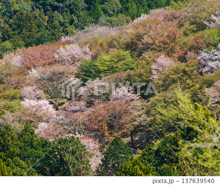 吉野山 桜 奈良県 吉野山 桜 奈良県 137639540