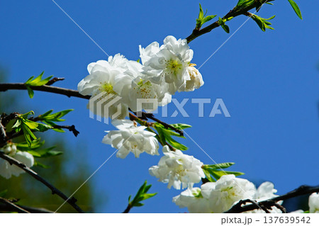 吉野山　桜　奈良県 137639542
