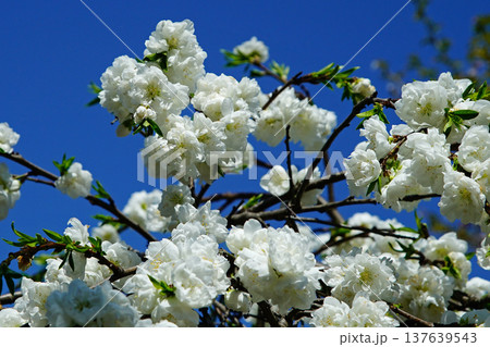 吉野山　桜　奈良県 137639543