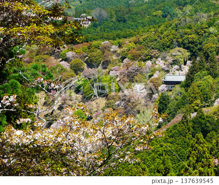 吉野山　桜　奈良県 137639545