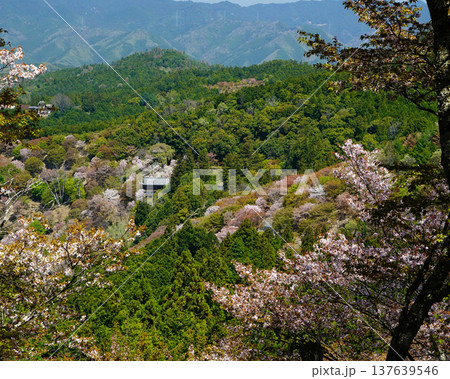 吉野山 桜 奈良県 吉野山 桜 奈良県 137639546
