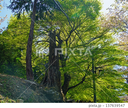 吉野山 桜 奈良県 吉野山 桜 奈良県 137639547