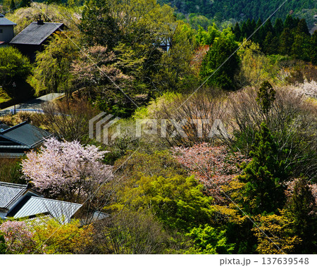 吉野山　桜　奈良県 137639548