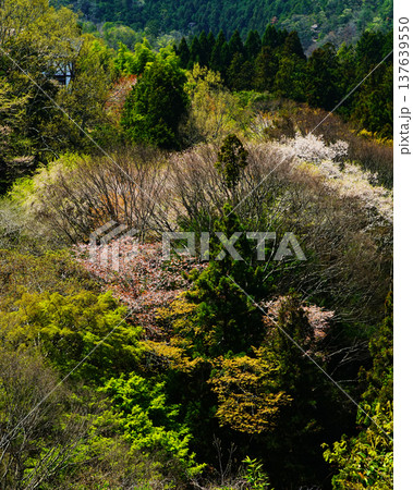 吉野山　桜　奈良県 137639550