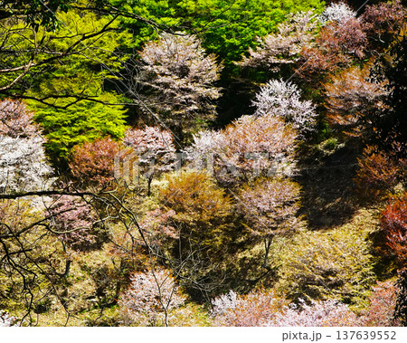 吉野山　桜　奈良県 137639552