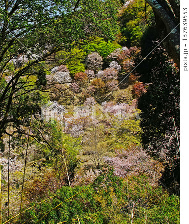 吉野山　桜　奈良県 137639553