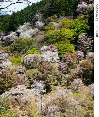 吉野山 桜 奈良県 吉野山 桜 奈良県 137639555