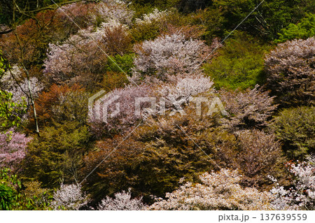 吉野山　桜　奈良県 137639559