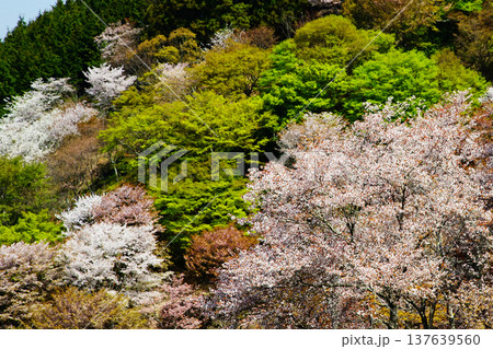 吉野山　桜　奈良県 137639560