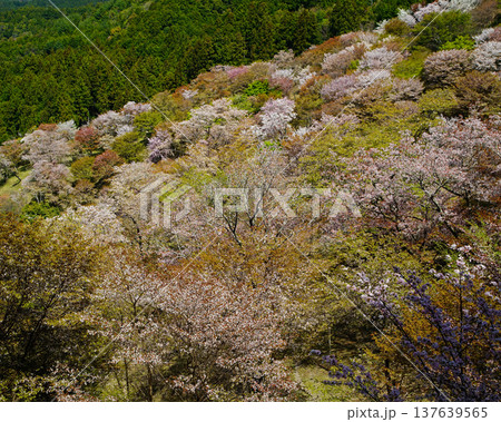 吉野山 桜 奈良県 吉野山 桜 奈良県 137639565