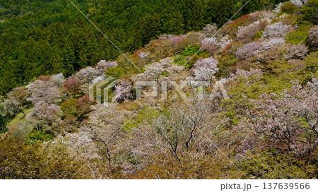 吉野山 桜 奈良県 吉野山 桜 奈良県 137639566