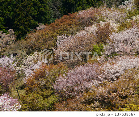 吉野山　桜　奈良県 137639567