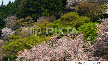吉野山 桜 奈良県 吉野山 桜 奈良県 137639568