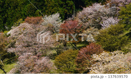 吉野山　桜　奈良県 137639570