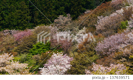 吉野山　桜　奈良県 137639571