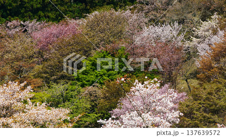吉野山　桜　奈良県 137639572