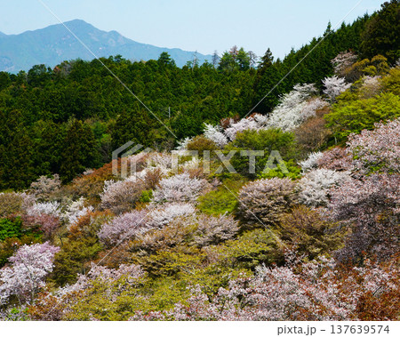 吉野山 桜 奈良県 吉野山 桜 奈良県 137639574