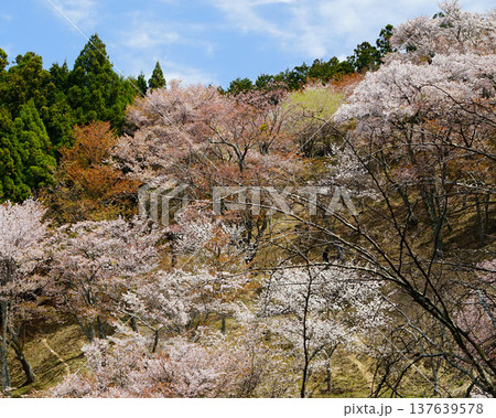 吉野山 桜 奈良県 吉野山 桜 奈良県 137639578
