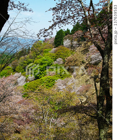 吉野山　桜　奈良県 137639583