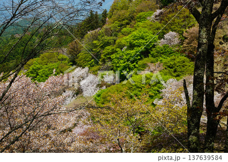 吉野山　桜　奈良県 137639584