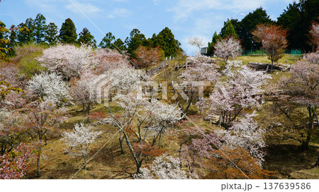 吉野山　桜　奈良県 137639586