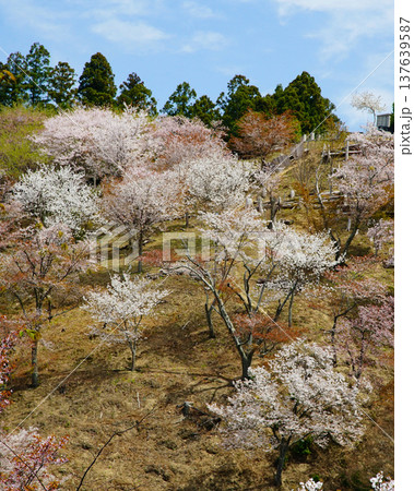 吉野山 桜 奈良県 吉野山 桜 奈良県 137639587