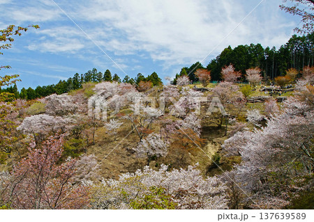 吉野山　桜　奈良県 137639589