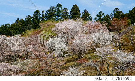 吉野山　桜　奈良県 137639590
