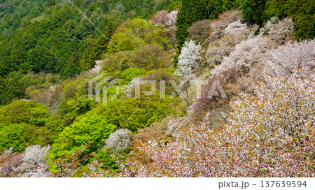 吉野山　桜　奈良県 137639594