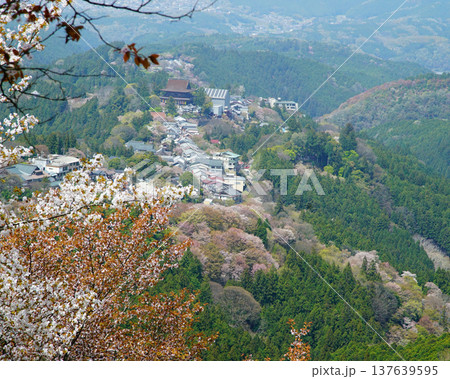 吉野山 桜 奈良県 吉野山 桜 奈良県 137639595