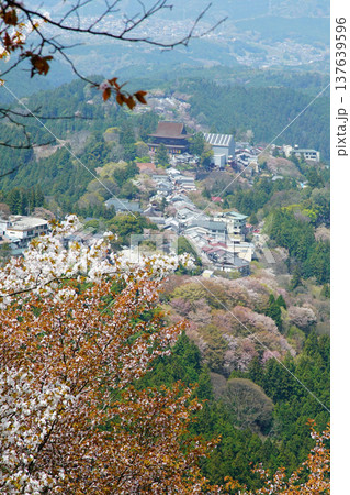吉野山　桜　奈良県 137639596