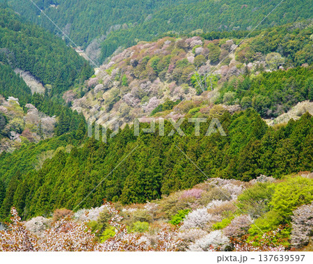 吉野山 桜 奈良県 吉野山 桜 奈良県 137639597