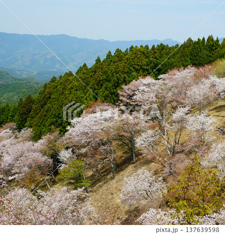 吉野山 桜 奈良県 吉野山 桜 奈良県 137639598