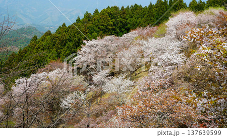吉野山　桜　奈良県 137639599