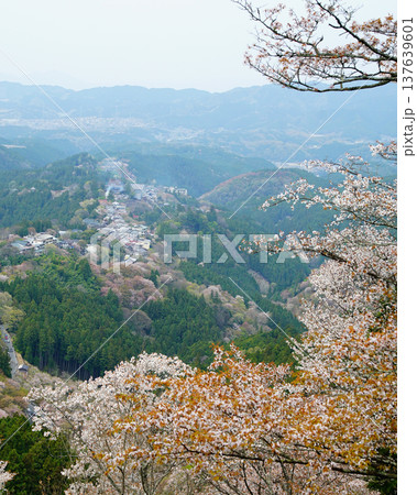 吉野山　桜　奈良県 137639601