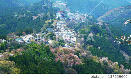 吉野山　桜　奈良県 137639602