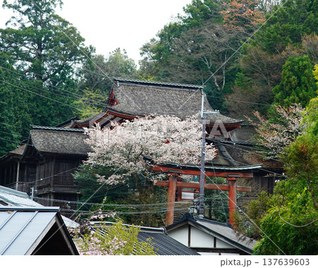 吉野山　桜　奈良県 137639603
