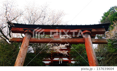 吉野山　桜　奈良県 137639604