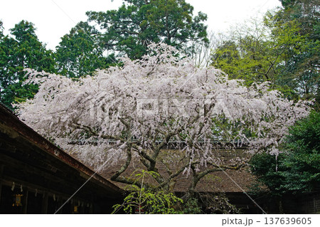 吉野山　桜　奈良県 137639605
