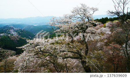 吉野山 桜 奈良県 吉野山 桜 奈良県 137639609