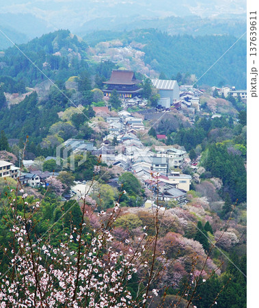 吉野山　桜　奈良県 137639611