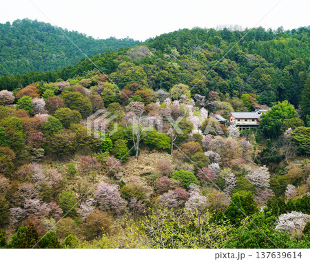 吉野山　桜　奈良県 137639614