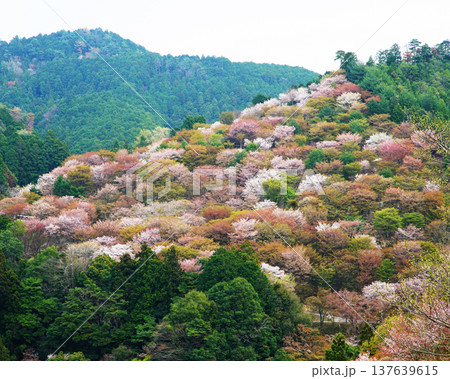 吉野山　桜　奈良県 137639615