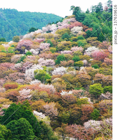 吉野山 桜 奈良県 吉野山 桜 奈良県 137639616