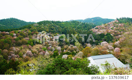 吉野山 桜 奈良県 吉野山 桜 奈良県 137639617