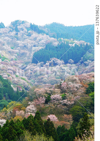 吉野山 桜 奈良県 吉野山 桜 奈良県 137639622
