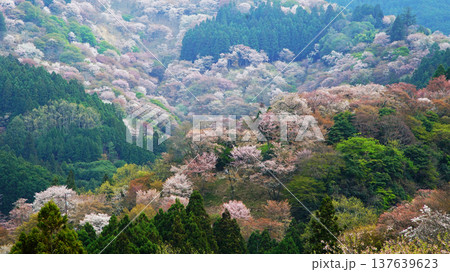 吉野山　桜　奈良県 137639623