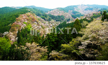吉野山 桜 奈良県 吉野山 桜 奈良県 137639625